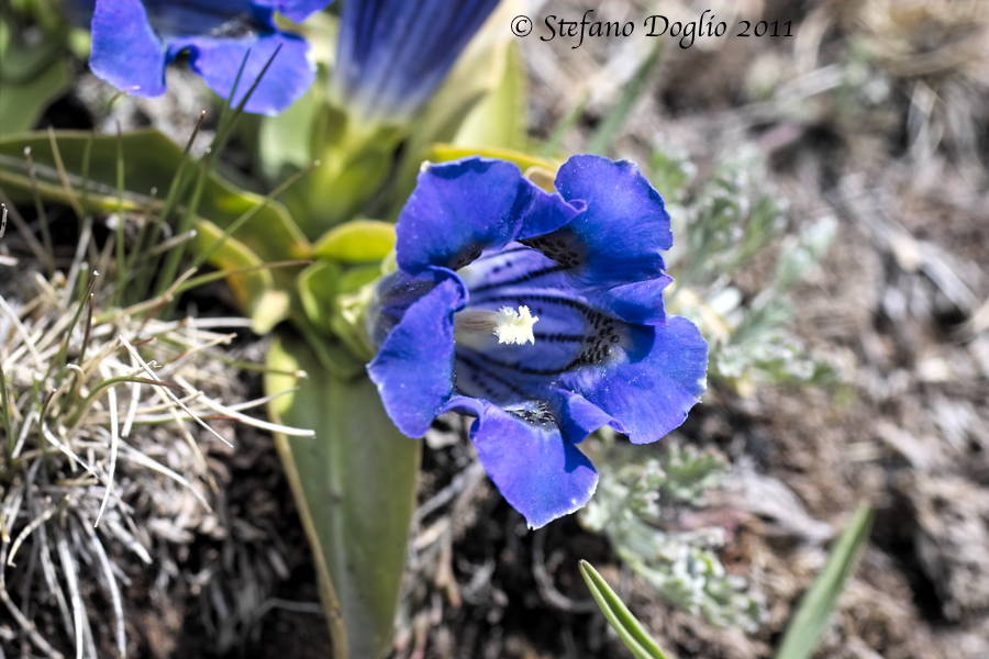 Gentiana acaulis